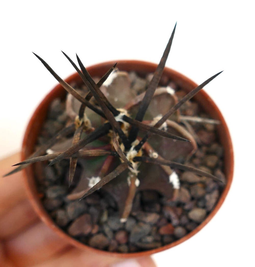 Astrophytum capricorne nudum cv SUPER BUFFALO – Goat’s horn cactus | Astrophytum