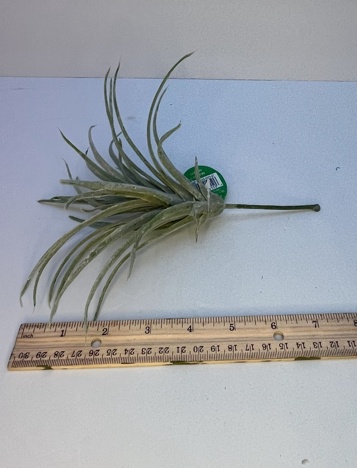 Ashland Green Tillandsia Artificial Succulent Picks Lot 3 – OG