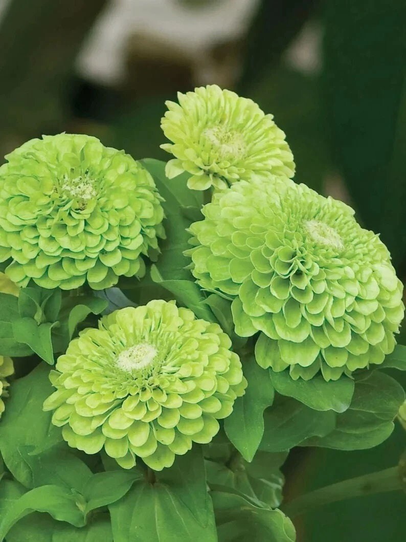 100 Pcs Cute Giant Zinnia Envy Green Flower Seeds