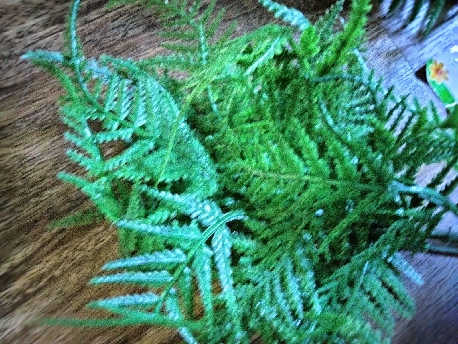 NEW 13 Pcs Artificial Plastic Plants: 7 Boston Fern Grass & 6 Ferns w/ Berries