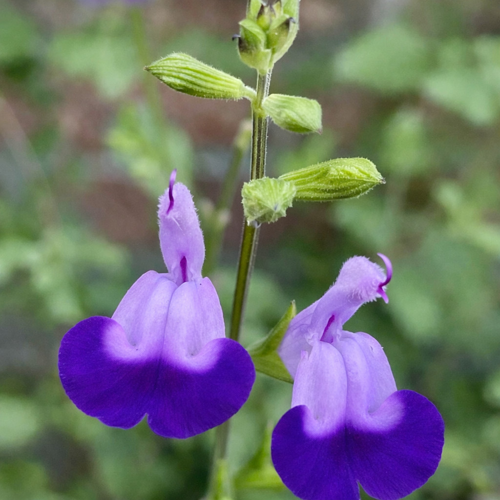 Salvia microphylla (Purple Flower) – Baby sage | Little-leaf sage