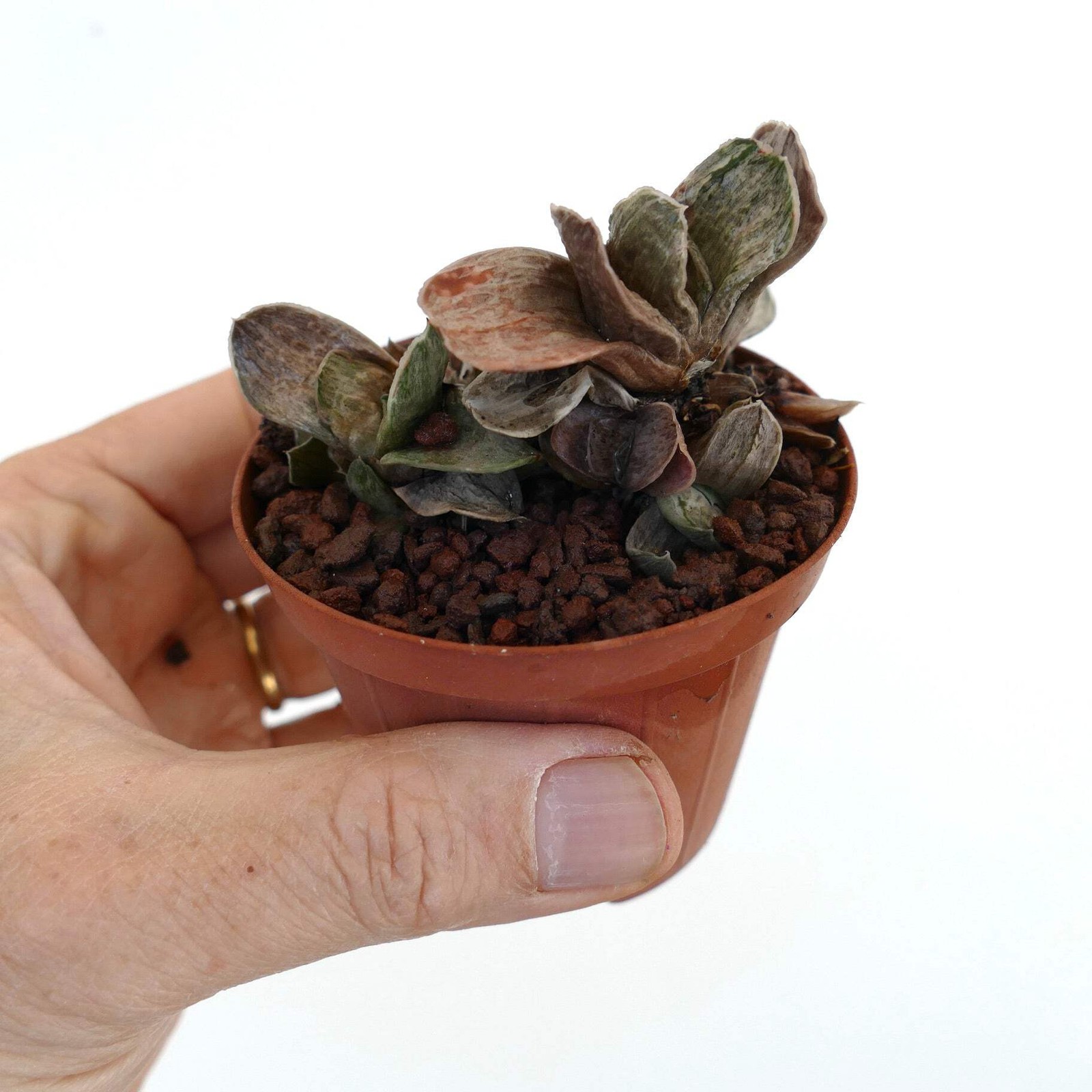 Gasteria marmorata DWARF MULTIHEADS FORM – Marbled gasteria | Lawyer’s tongue