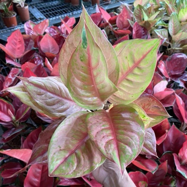 Real Picture Aglaonema Light Of Diamond Beautiful Rare Plant