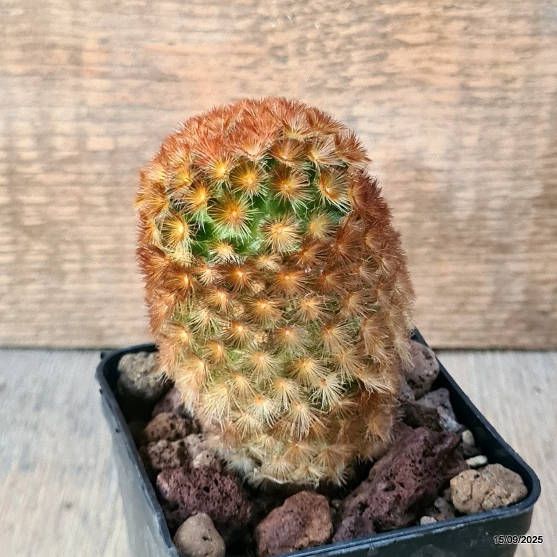 D6419 MAMMILLARIA CARMENAE pot8-H9-W6 cm MaMa Cactus