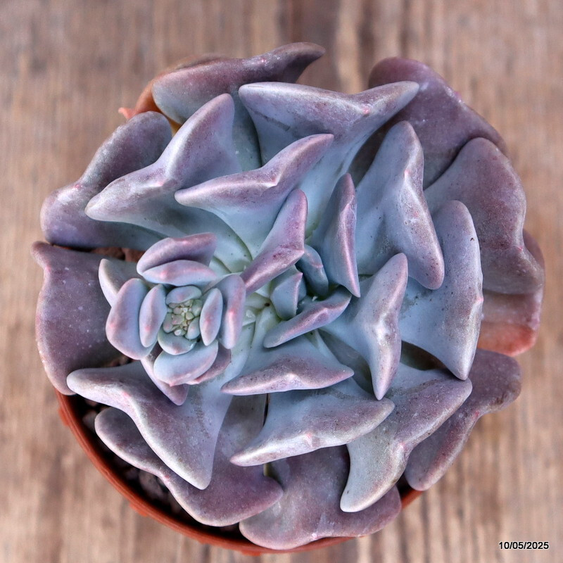 D3988 ECHEVERIA RUNYONII “TOPSY TURVY” pot8,5-H8-W9 cm MaMa Cactus