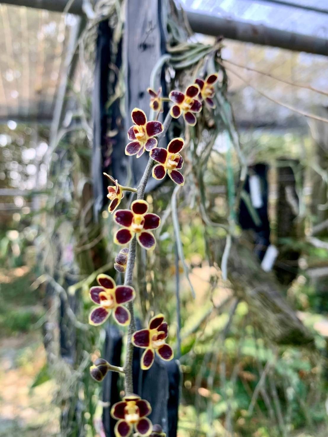 Red Chiloschista viridiflora Seidenf / Leafless Orchid 1 pc.