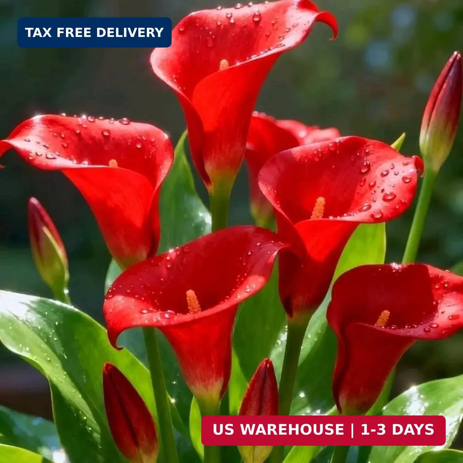 Perennial Rare Calla Lily Seeds, 200pcs Calla Lily Seeds, Heirloom Non-GMO Flowe