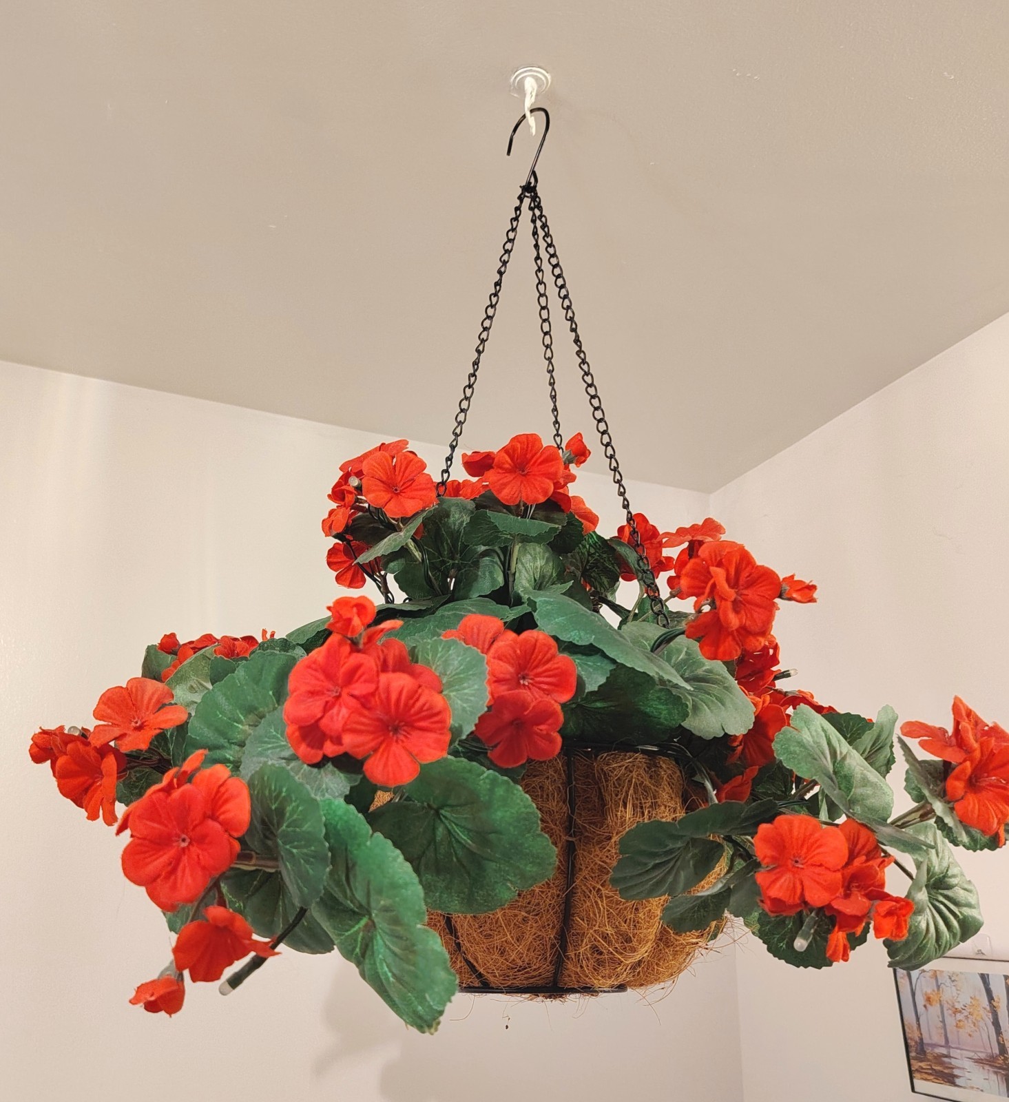 Flowering Geranium Artificial Plant Hanging Basket, Pelargonium W/ Lights, 24″