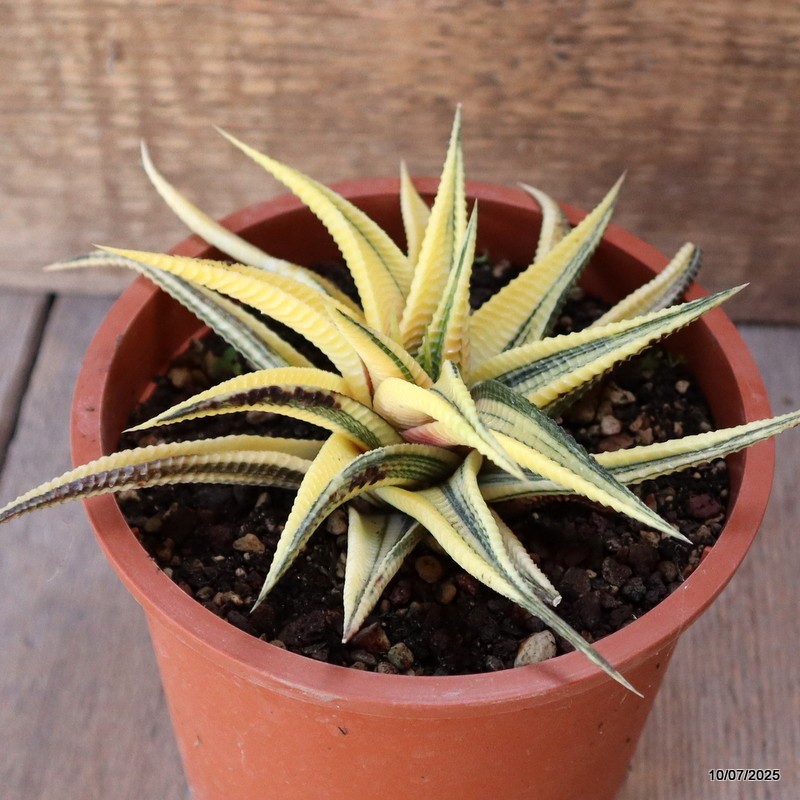 D5197 HAWORTHIA LIMIFOLIA VARIEGATED pot13-H6-W14 cm MaMa Cactus