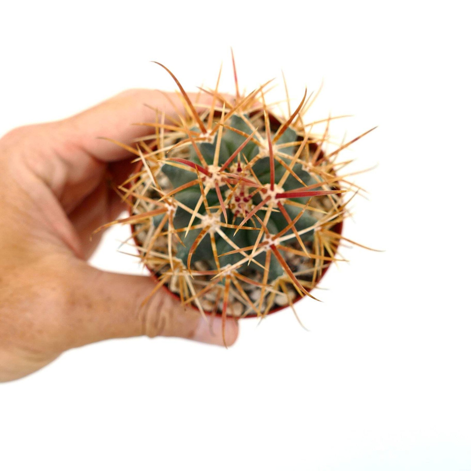 Ferocactus chrysacanthus 0001 ORANGE SPINES – Ferocactus | Barrel cactus
