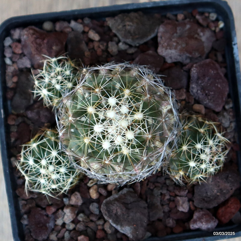D3626 CORYPHANTHA CALIPENSIS pot10-H5-W9 cm MaMa Cactus