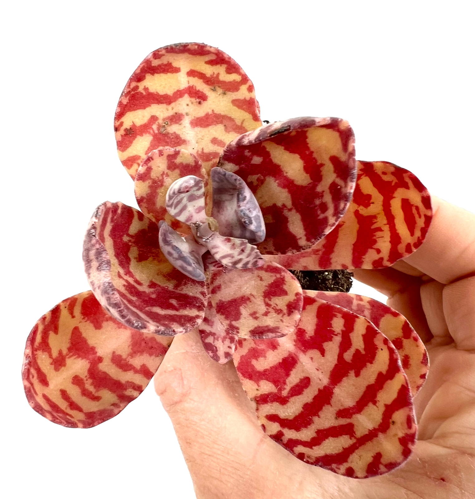 Kalanchoe humilis TANZANIA –