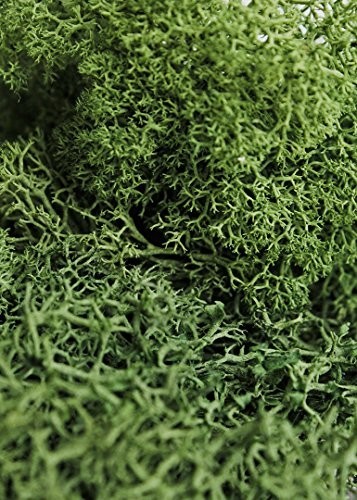 Preserved Reindeer Moss – Forest Green, 8oz (200 Cubic Inches) for Crafts & Deco