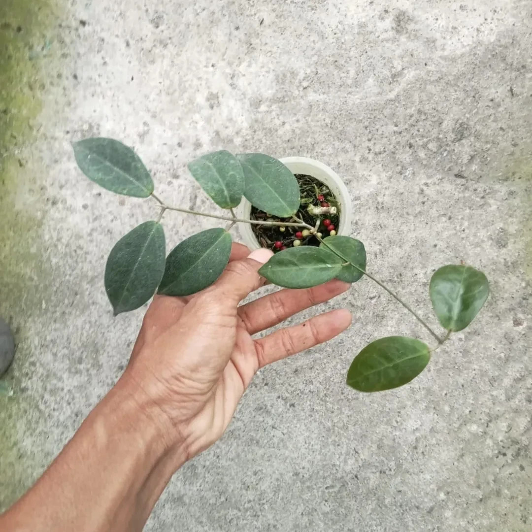 Hoya Piestolepis Sp Papua Rare Plant