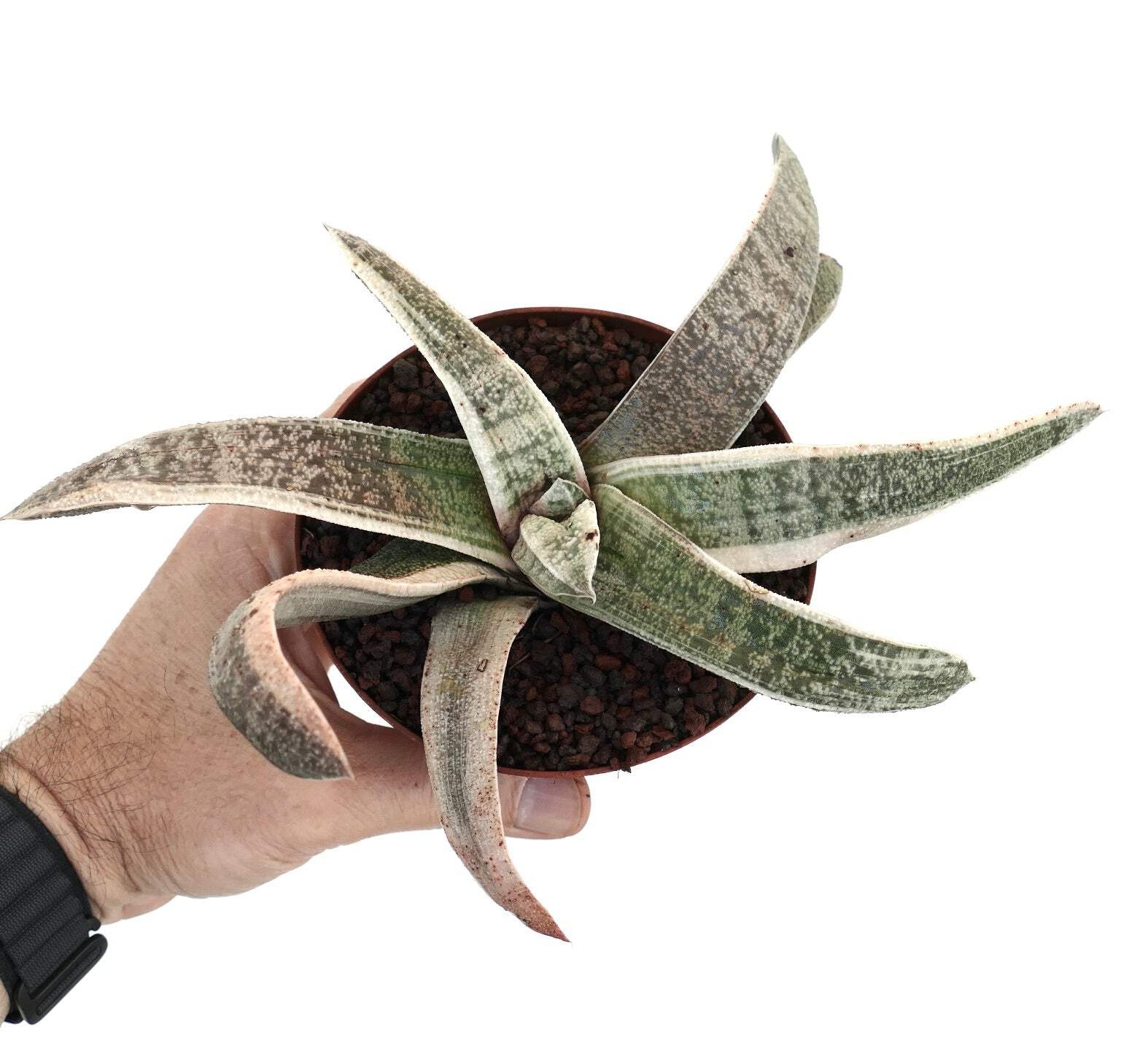 Gasteria batesiana WHITE VARIEGATED cv. ‘Carrara Marble’ SELECTED – Bates’ gaste