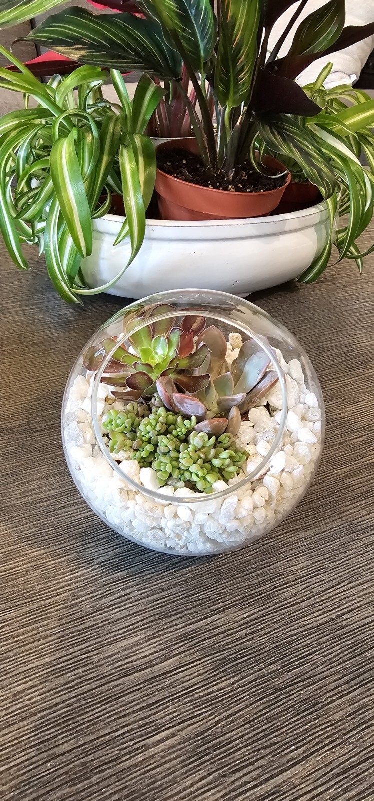 DIY Succulent Arrangement in Glass Bowl with Decorative Pebbles | Perfect Indoor