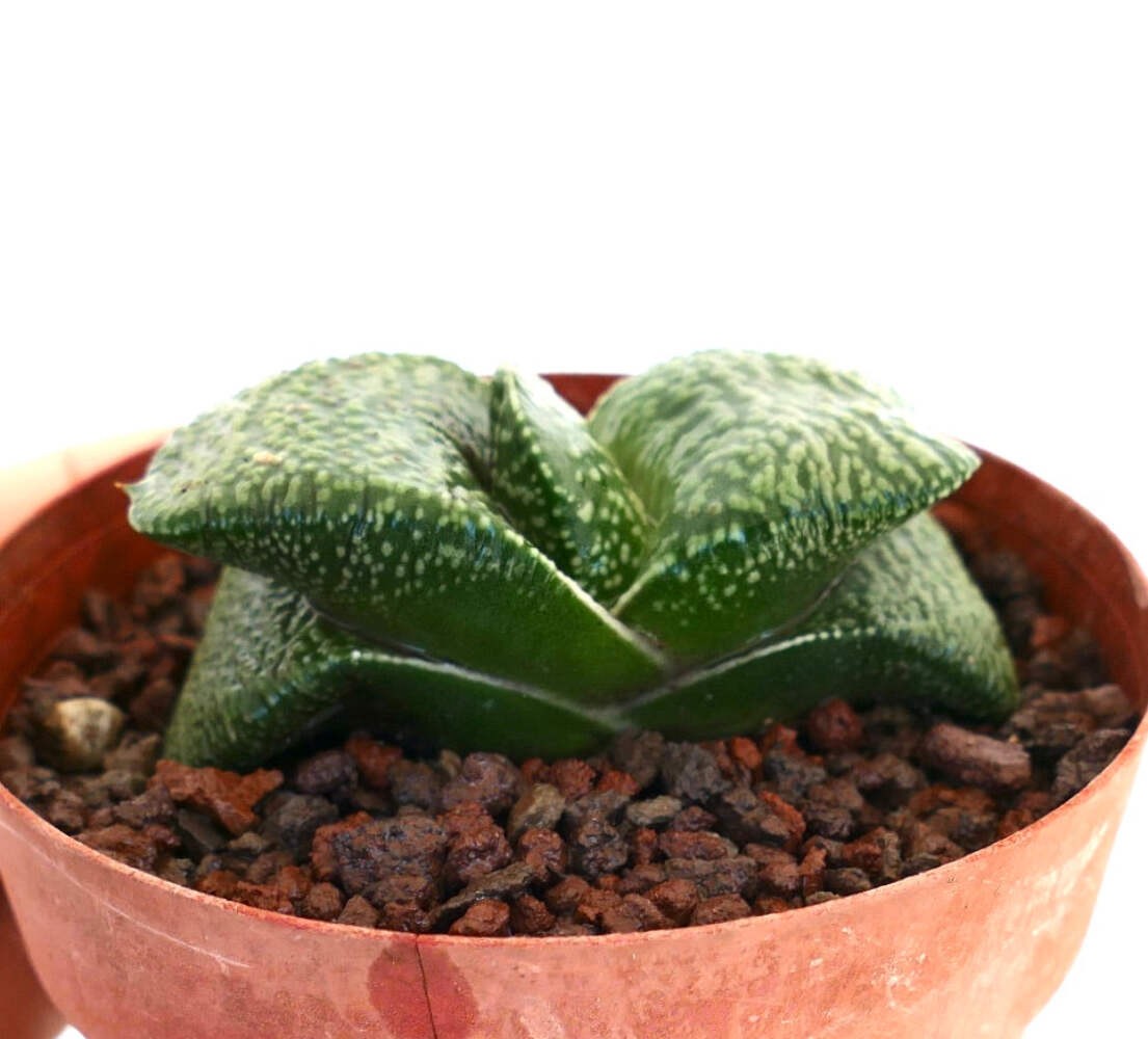 Gastera armstrongii CLONE DE LICTE, Netherlands (EXTRA THICK) – Ox tongue | Arms