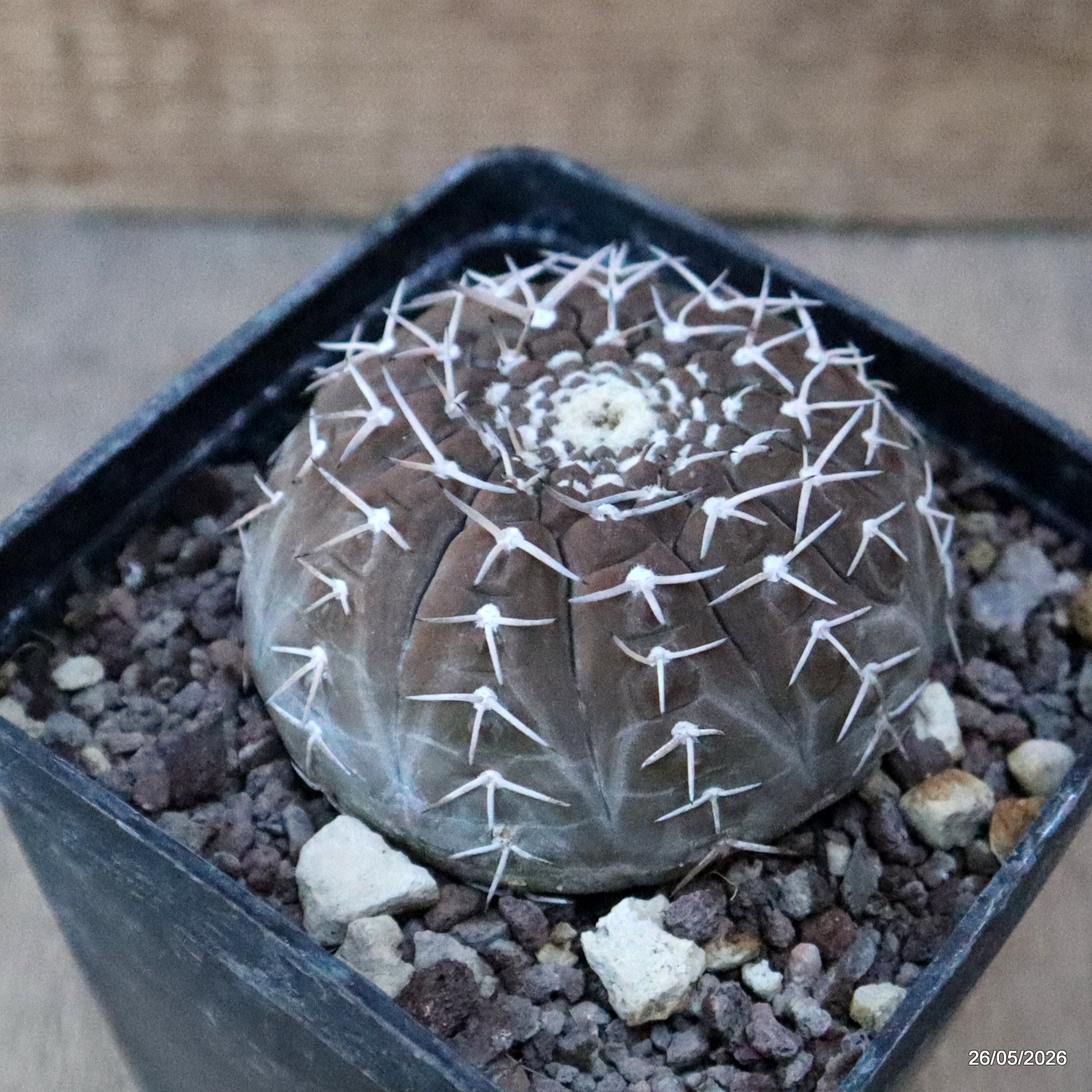 D5689 GYMNOCALYCIUM STELLATUM pot10-H5-W7,5 cm MaMa Cactus