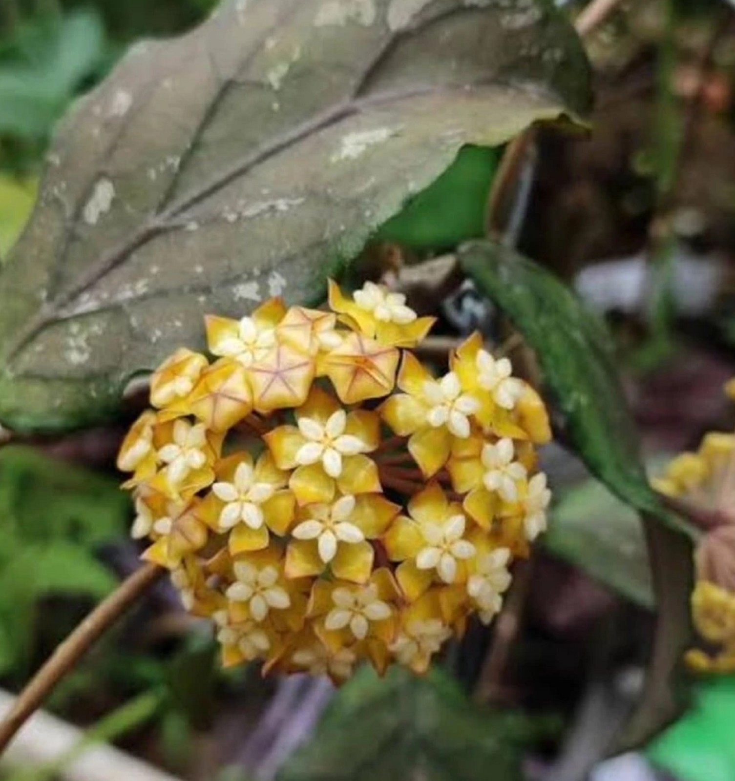 Hoya sp Aceh Rare Hoya Plant Exotic Indonesian Hoya Collector’s
