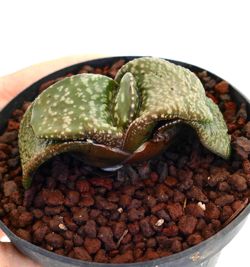 Gastera armstrongii cv ‘Pearl’ SUPER CLONE EX SATO JAPAN – Gasteria | Armstrong’