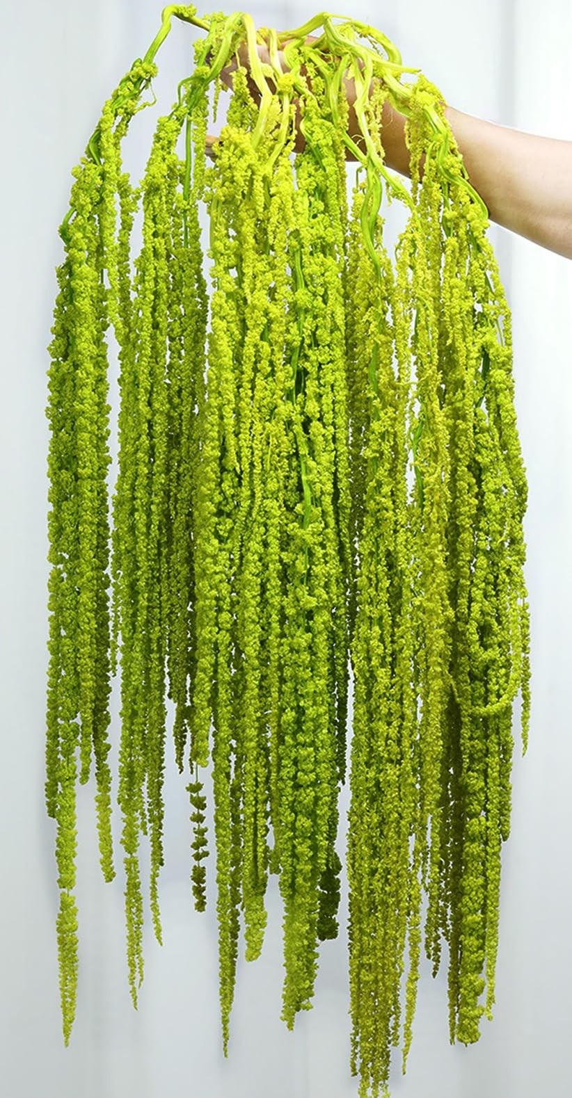 10 PCS 24 Inch Chartreuse Dried Amaranthus Hanging Flowers Natural Preserved