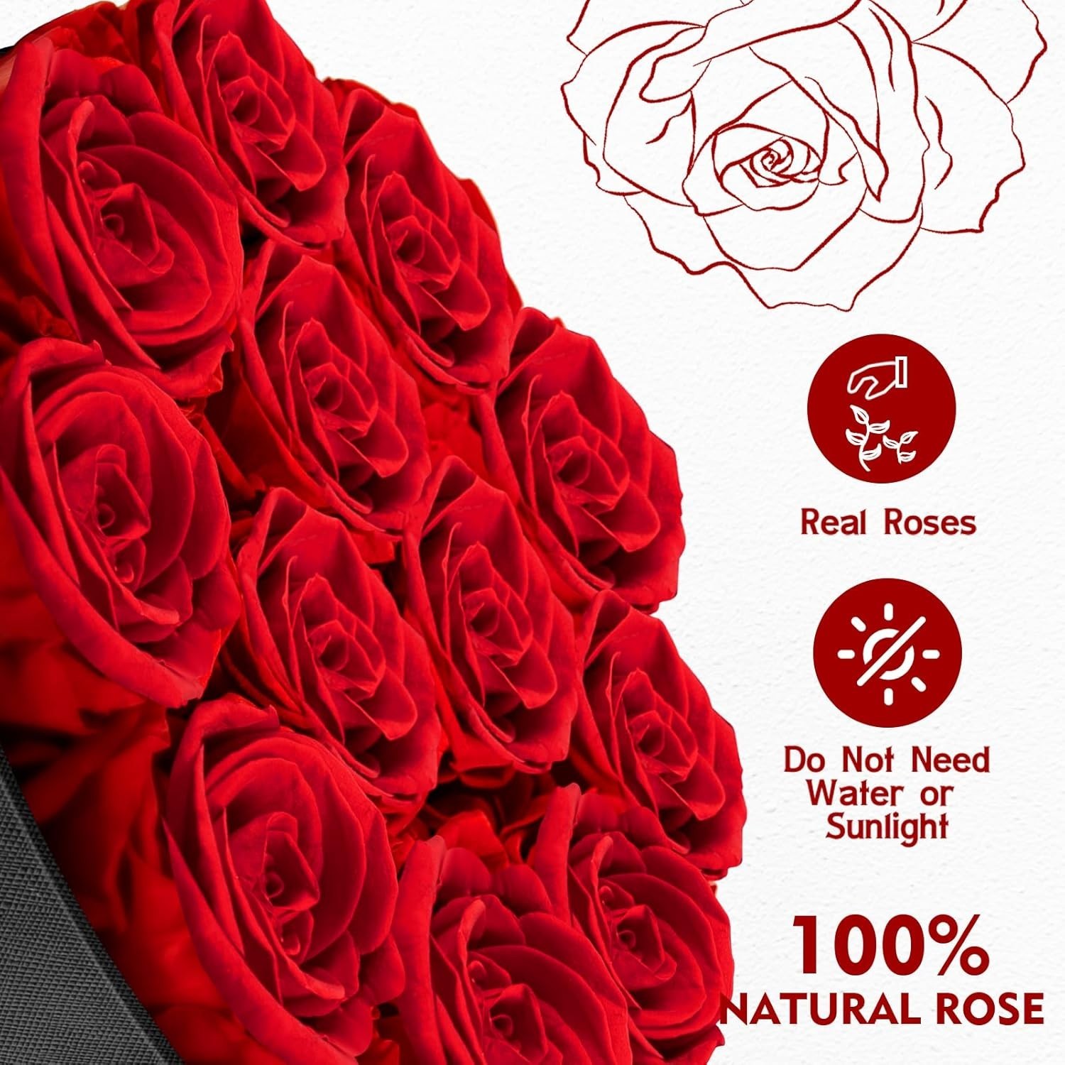 Lovely Preserved Roses in Box Perfect for Anniversary and Birthday Gifts