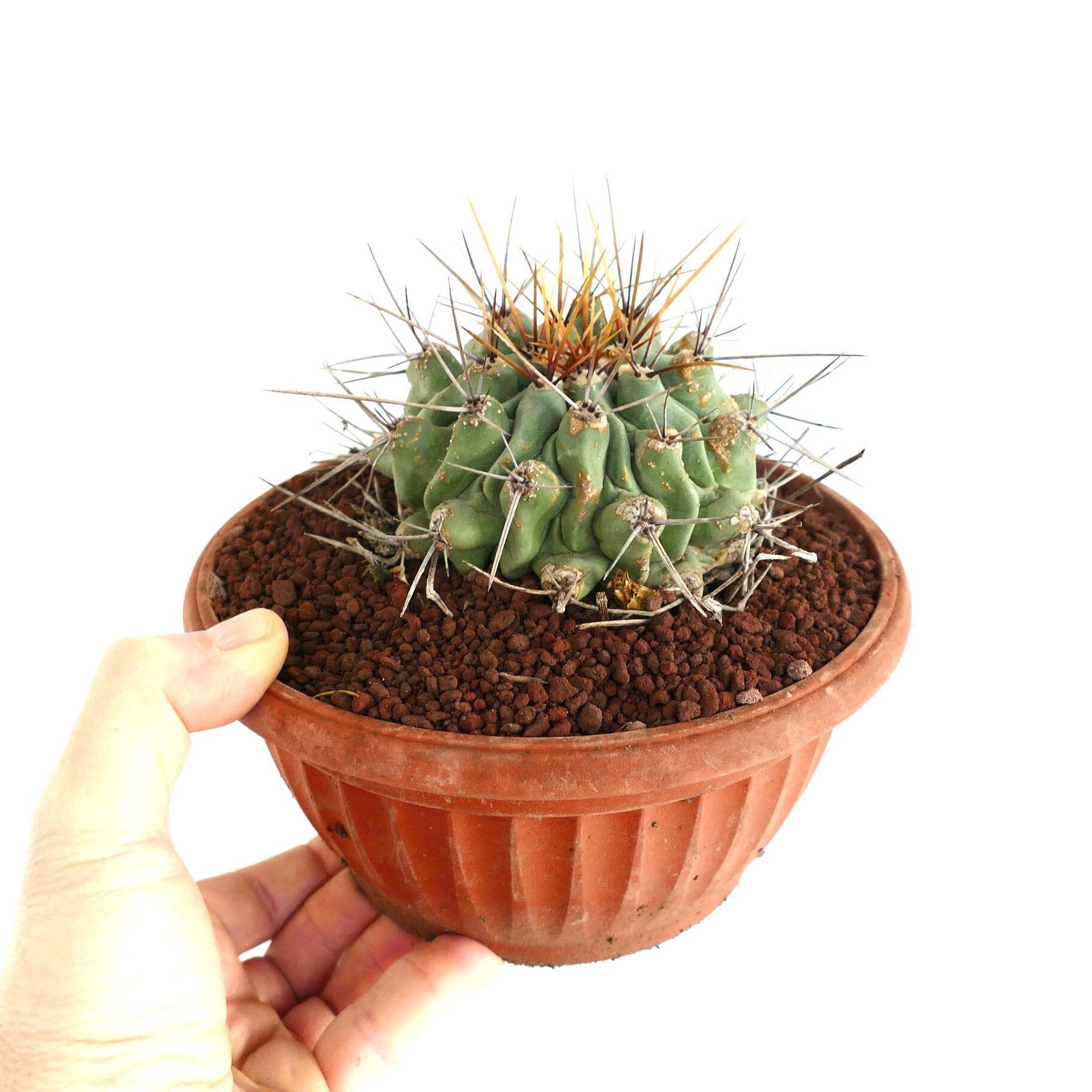 Thelocactus rinconensis LONG SPINES SELECTED – Rincon cactus | Thelocactus
