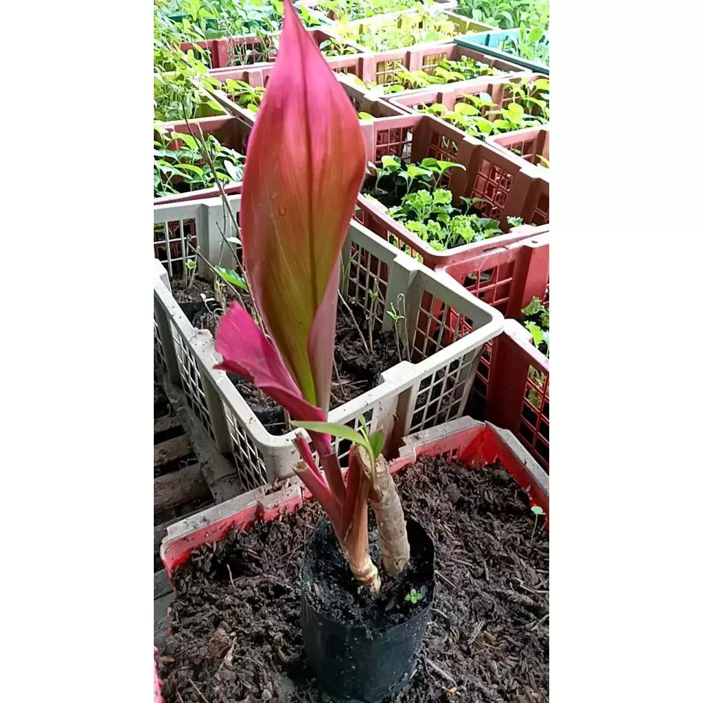 Cordyline fruticosa 2cuttings, 10-12 inches long