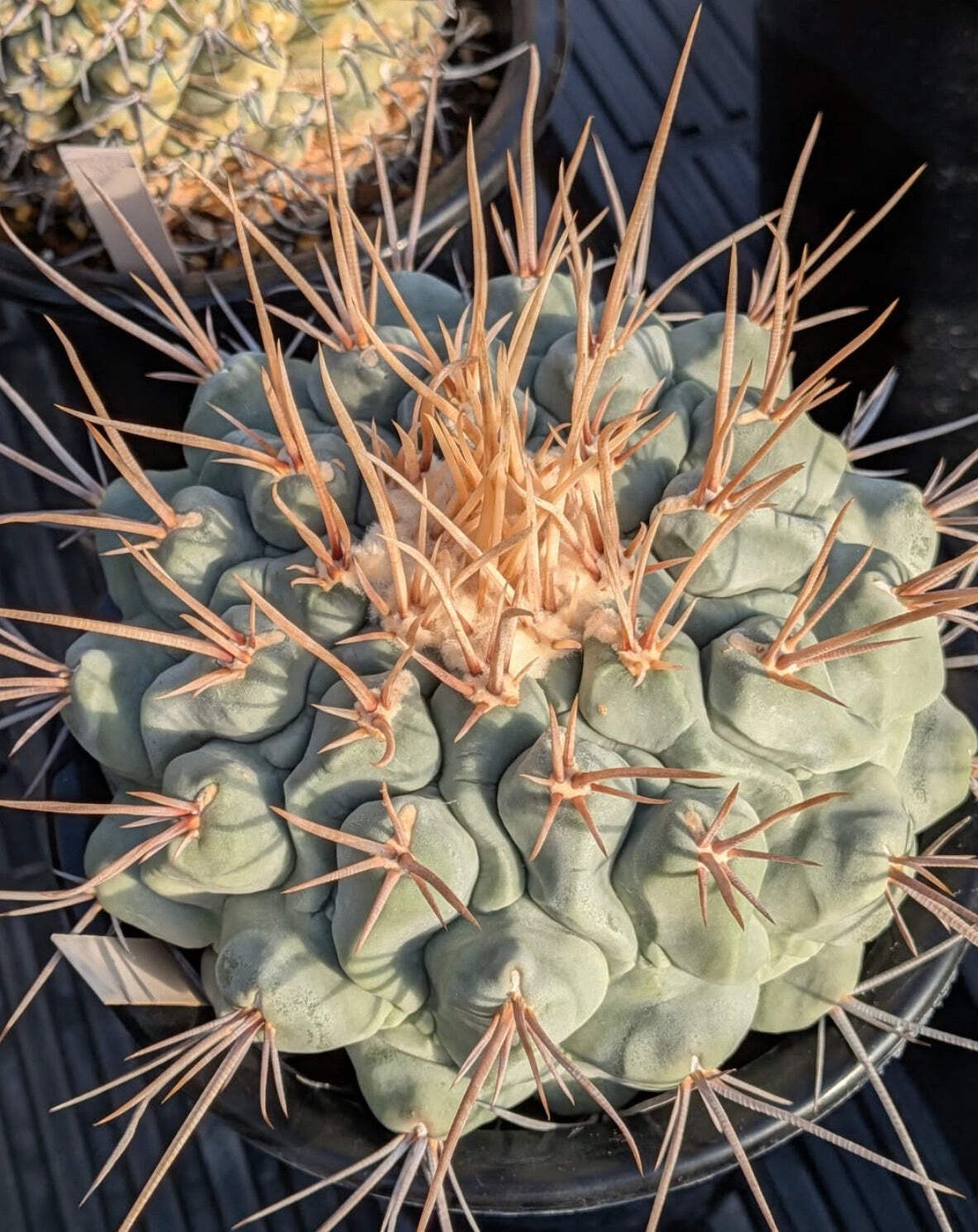 Thelocactus lophothele 10 SEEDS – Rare Cactus SEEDS