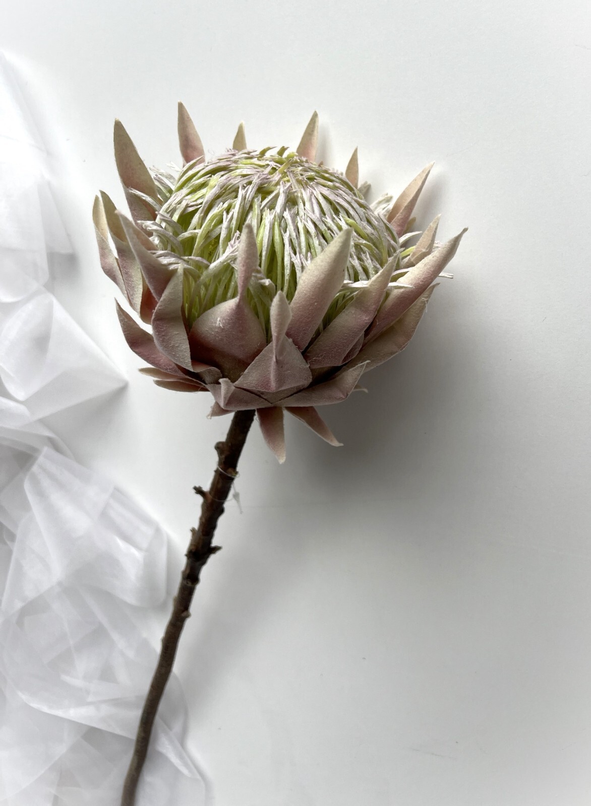 King Protea Stem Australian Native Flowers Blush Cream Protea Flower Stem x 1