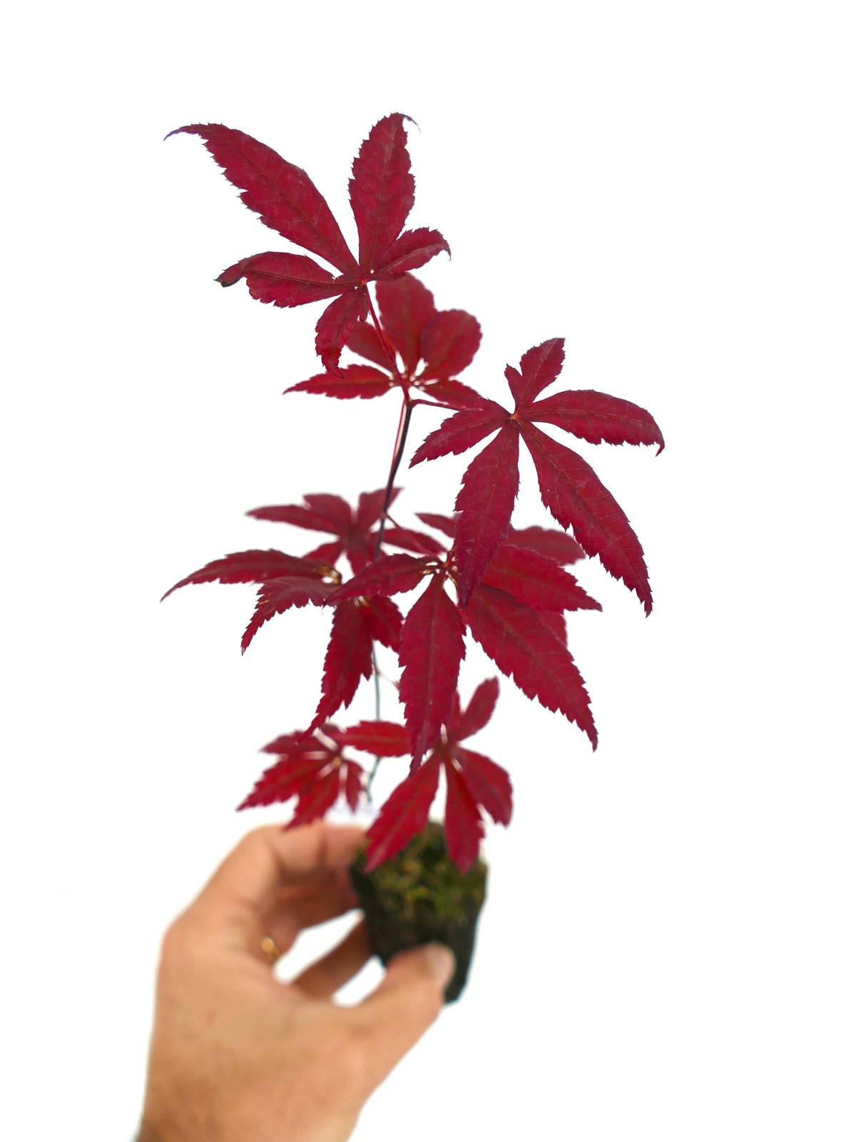 Acer palmatum cv atropurpureum 10-30cm | Japanese maple | Smooth Japanese maple