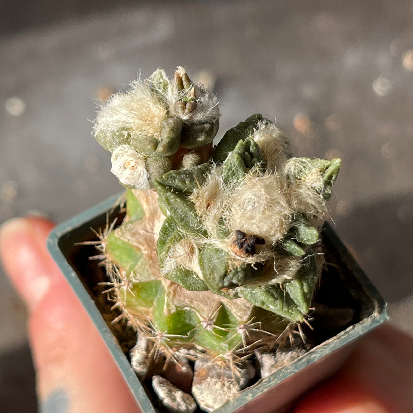 A7-1608 Cactus hybr (scaph x fissur) 2 pieces
