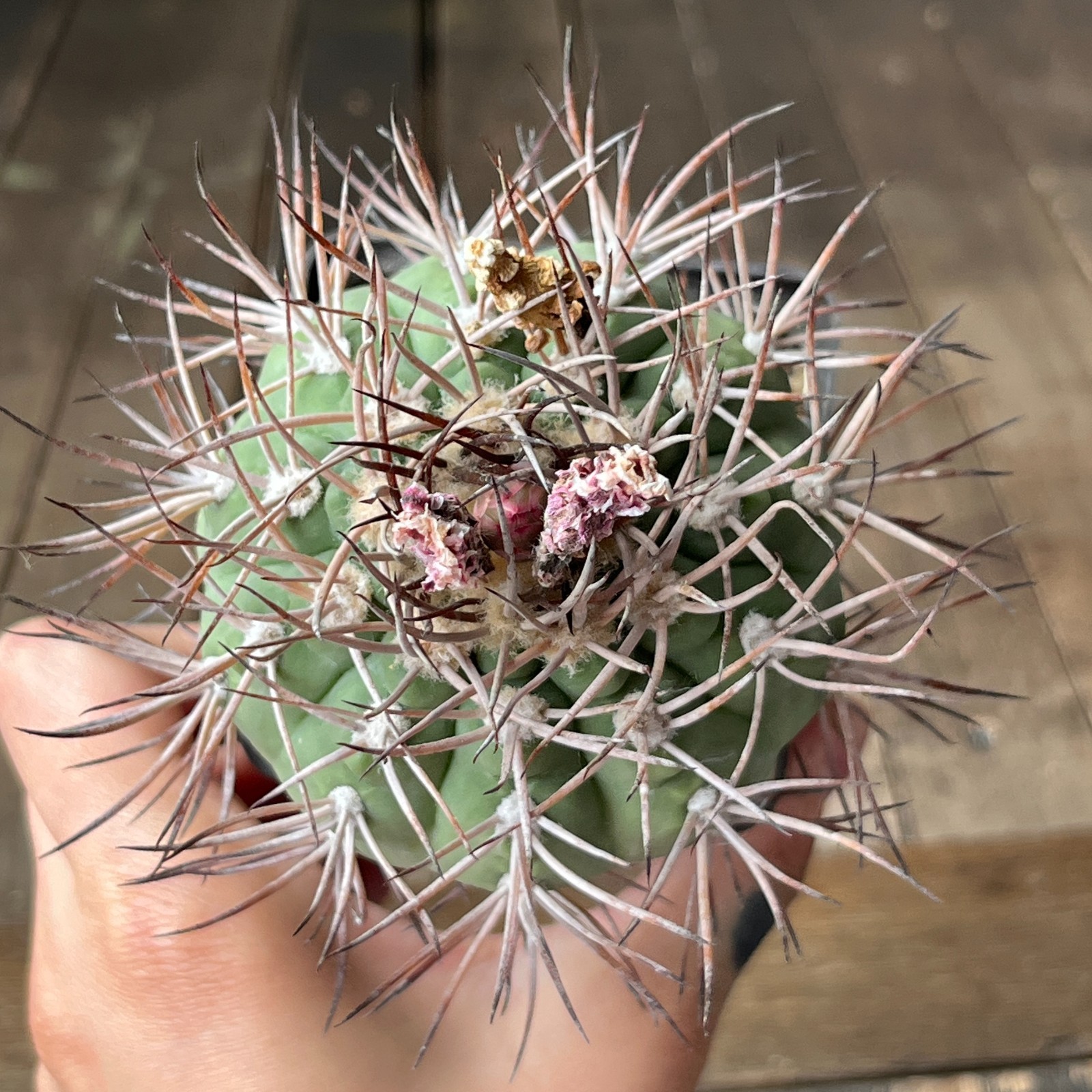 A39-2083 Gymnocalycium castellanosii v. armillatum RS2250, El Abra, grafted