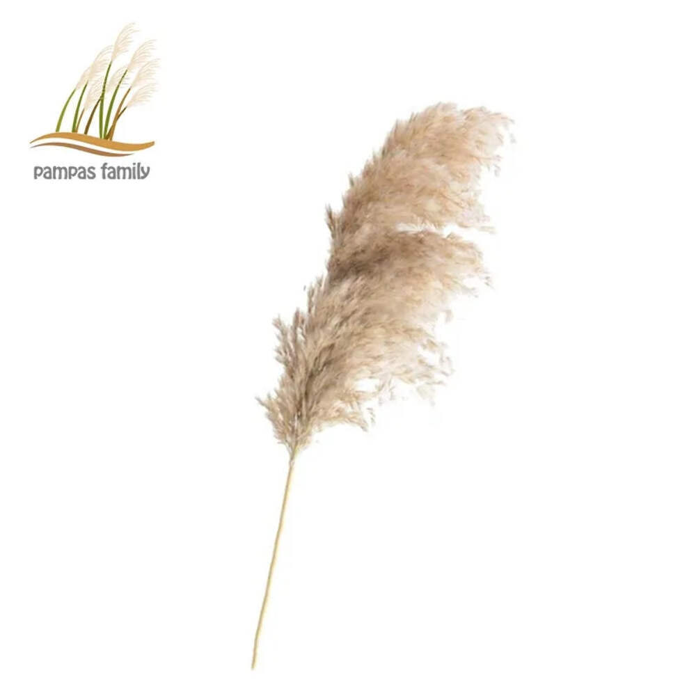 Pampas Grass Dried Decor Natural Home Boho Bouquet Decor, PCS for Stems White