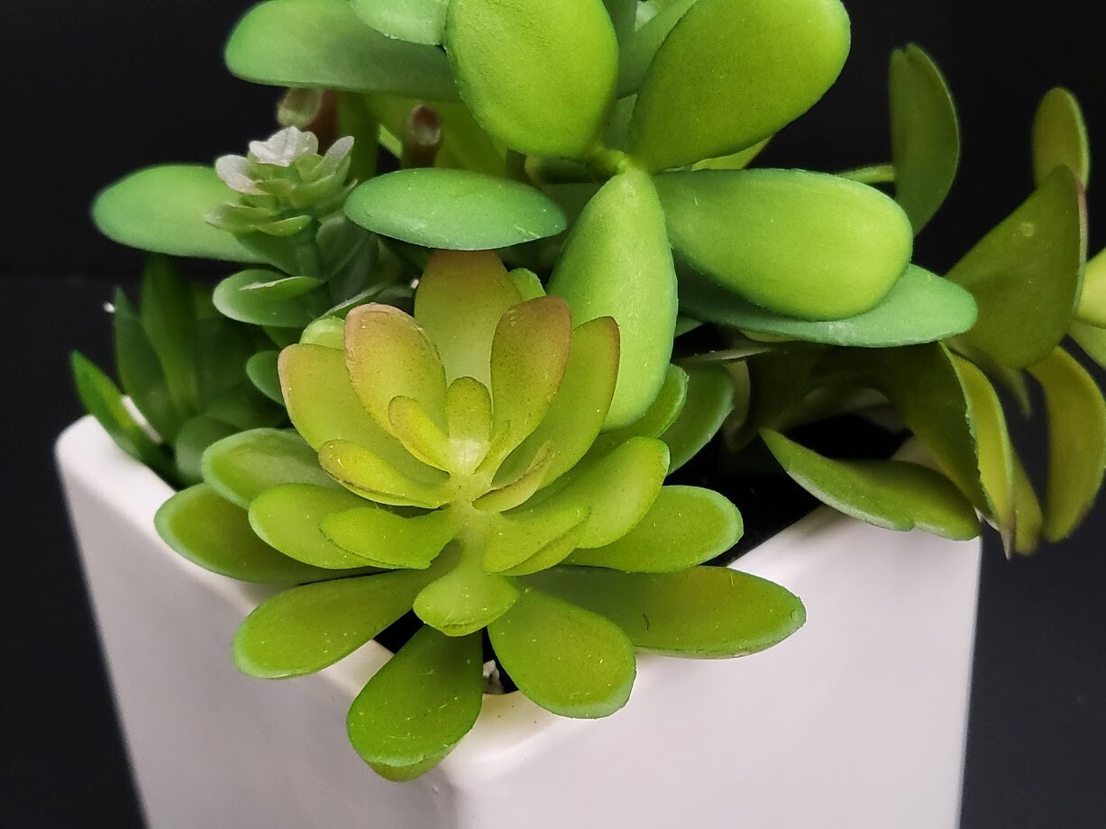 2-Pack Cactus Artificial Succulent Fake Plants Ceramic White Planter Pot 4x4x7