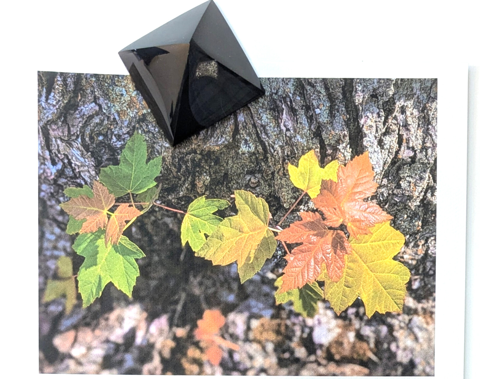 Print of a Photograph Named ‘Silver Maple 3 Colorful’ Unframed