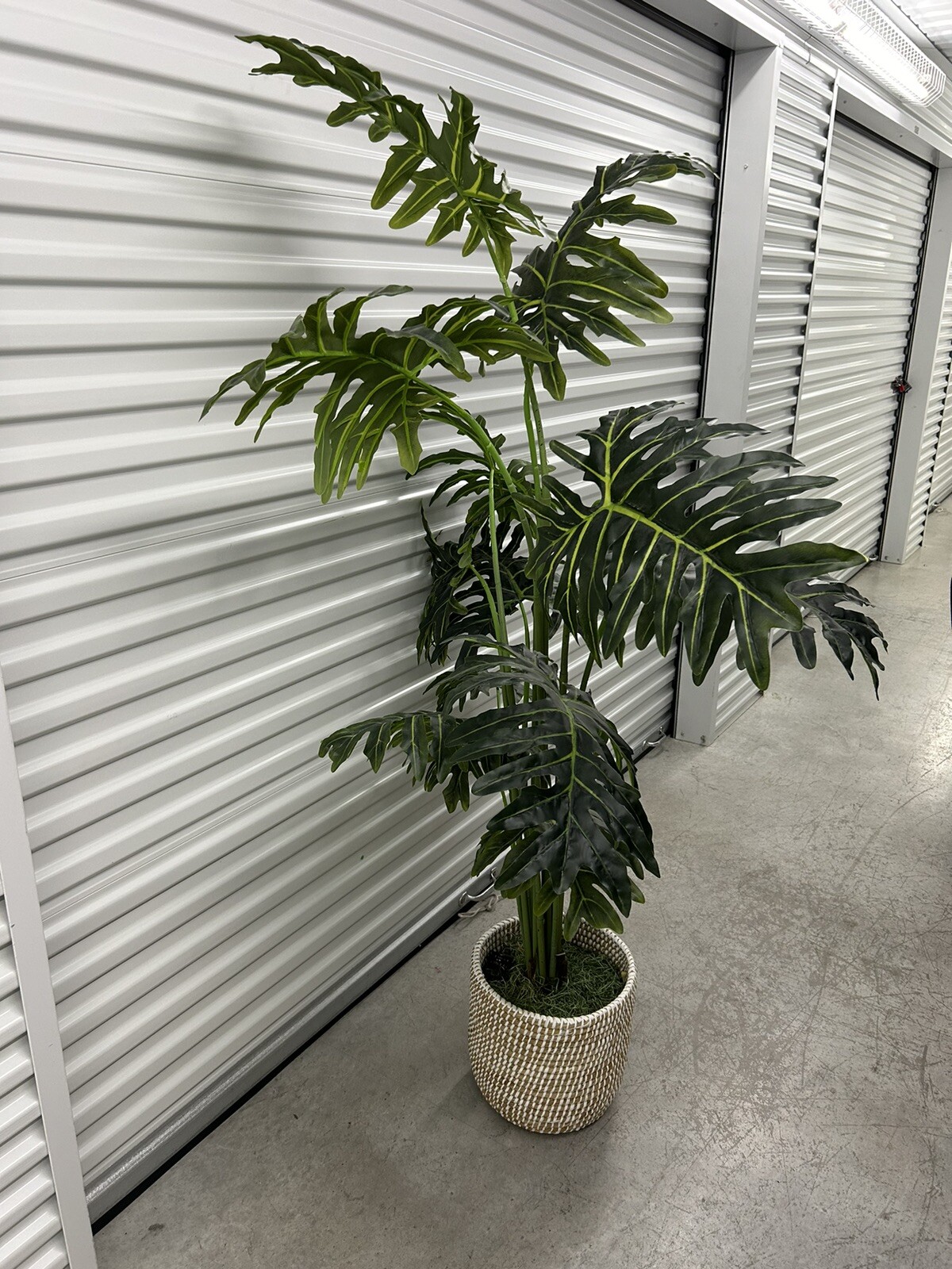5 Foot Indoor Plant