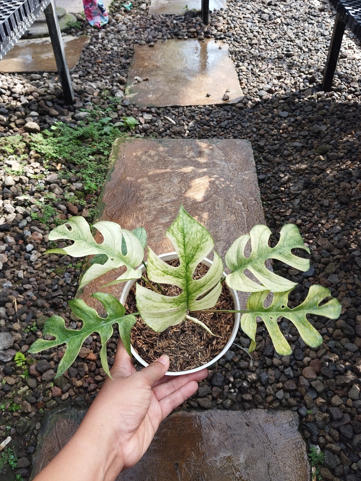 Raphidopora Tetrasperma White Monster Variegated Real Picture Free Phitosanytari