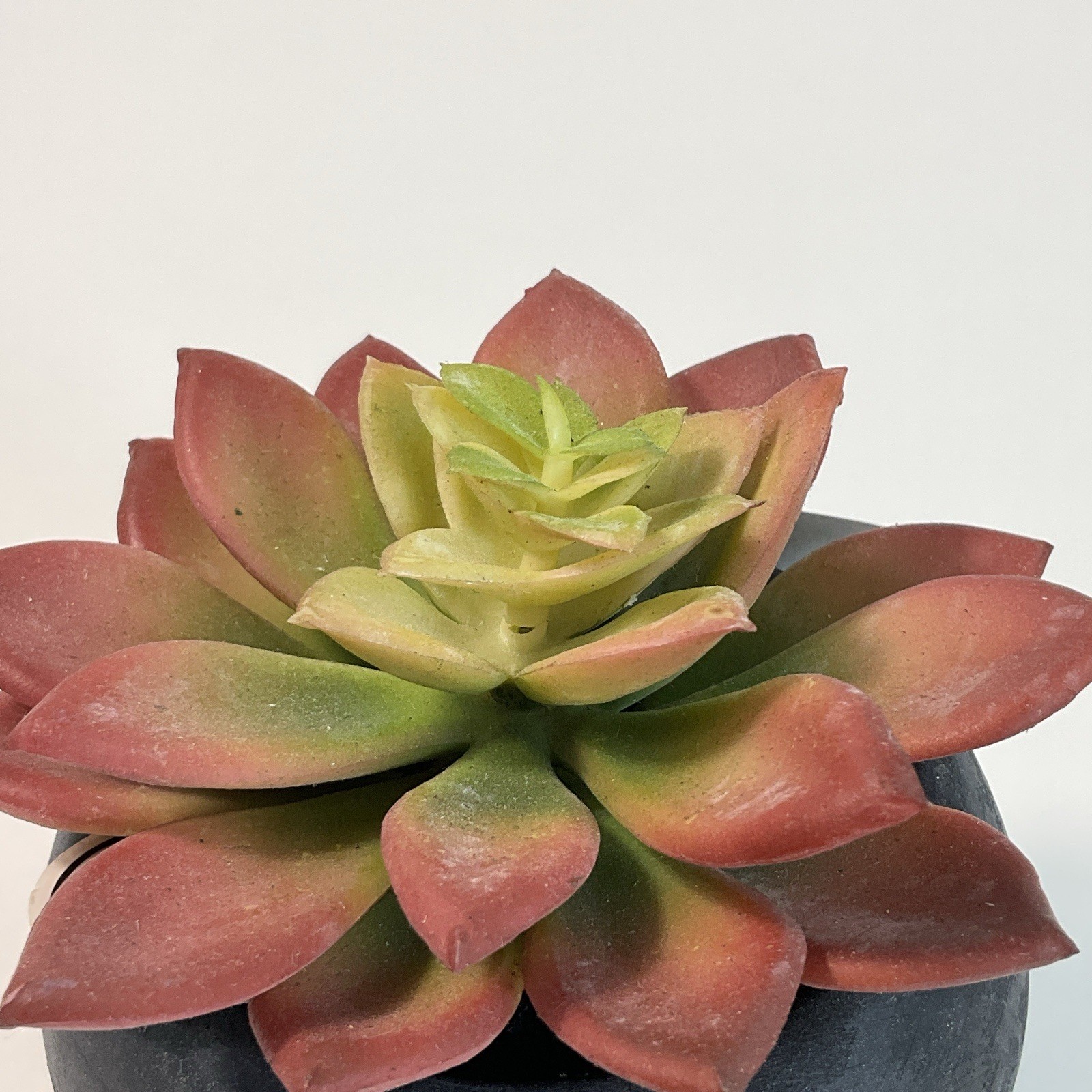 Artificial Succulent Plant in a Black Pot 4” Table Decoration