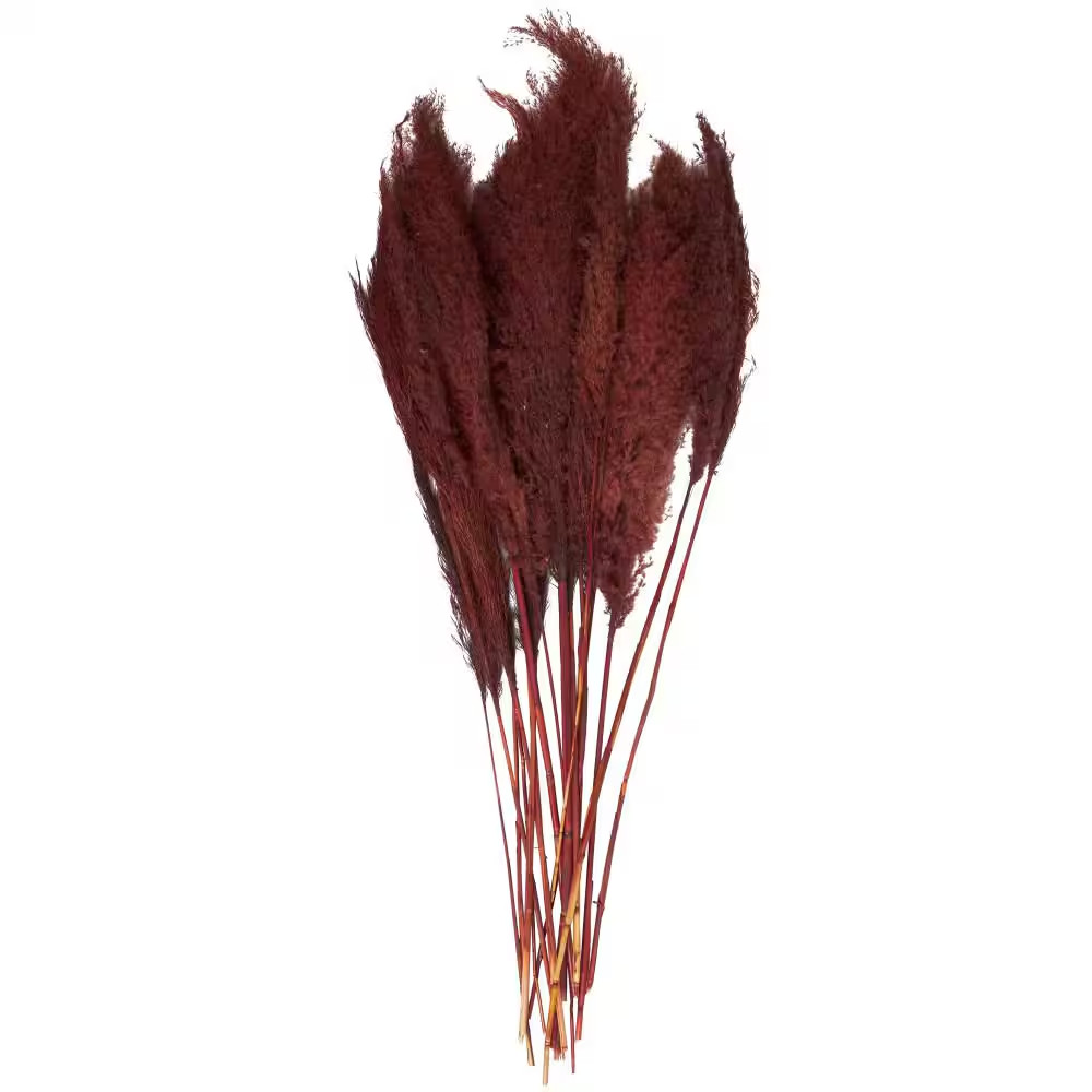 43 In. Pampas Grass Natural Foliage with Long Stems (1 Bundle)