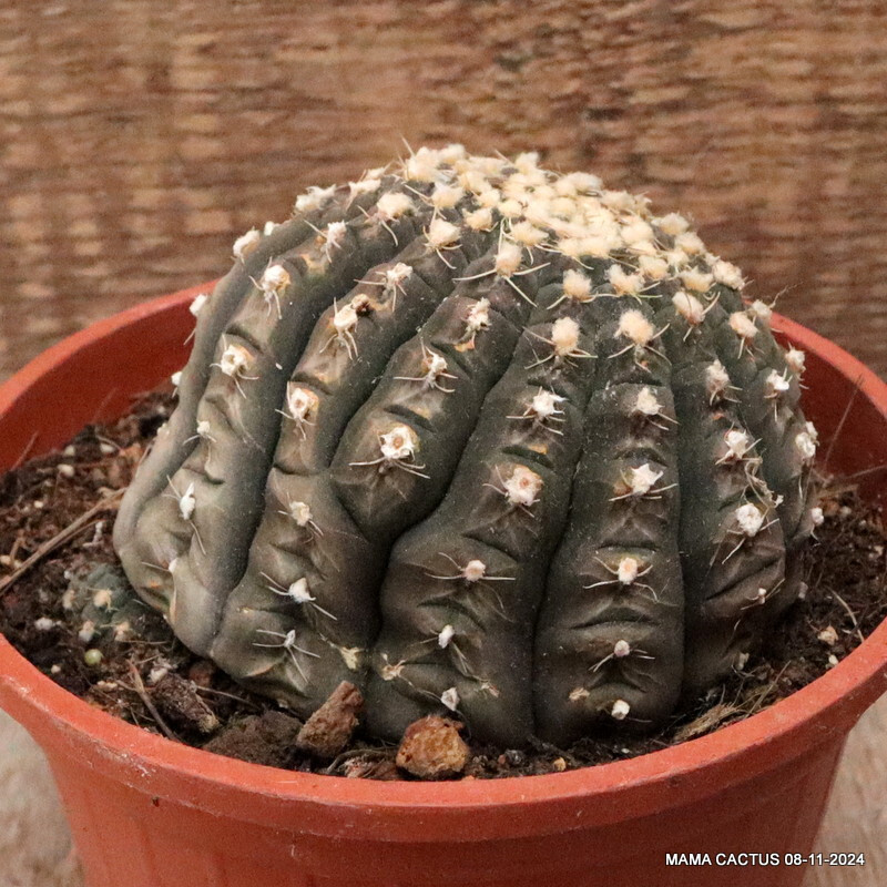 M66 GYMNOCALYCIUM RAGONESII 15 YEARS OLD pot14-H7-W11 cm MaMa Cactus
