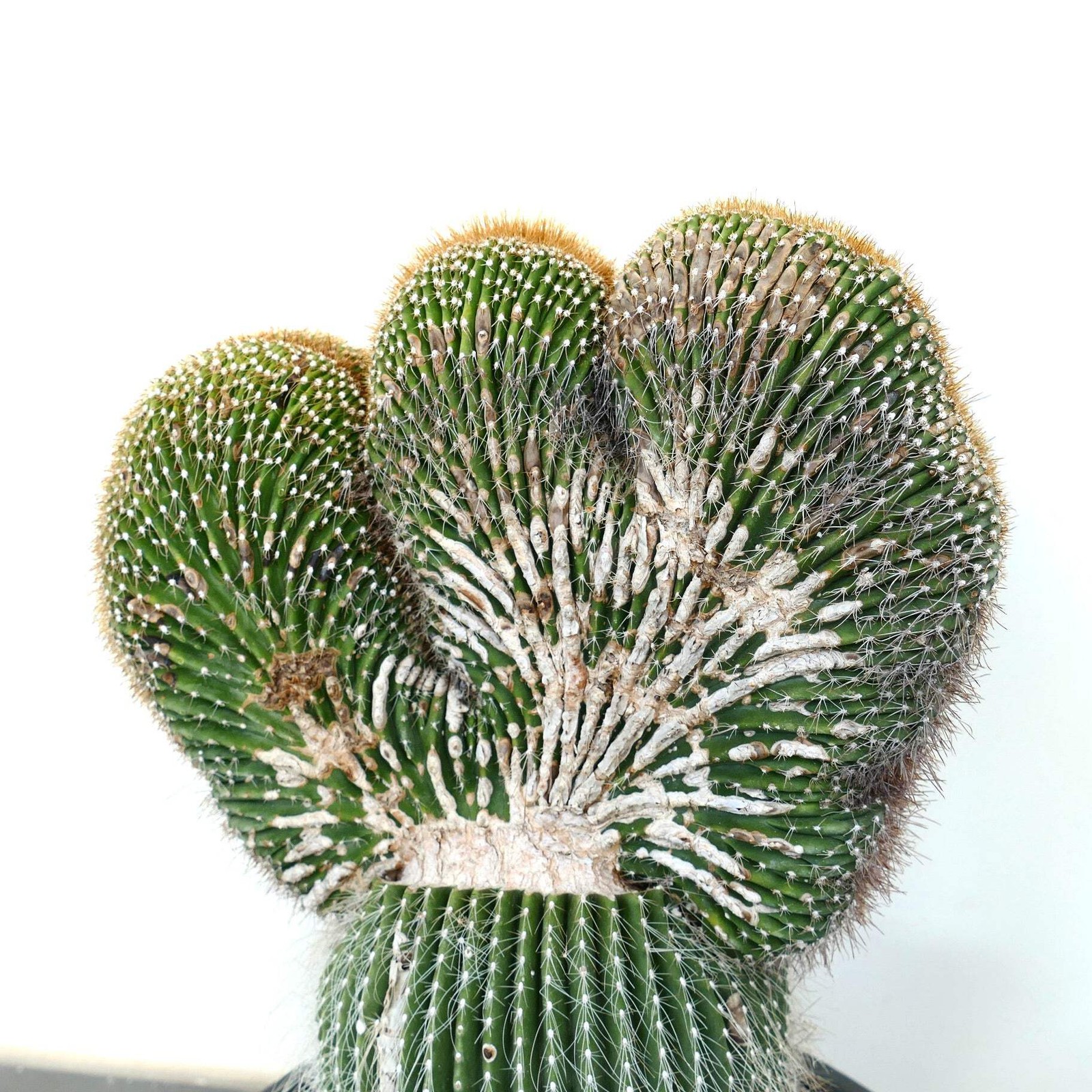 Carnegiea polylopha SAGUARO CRESTED 50x32cm – OLD SPECIMEN WILD