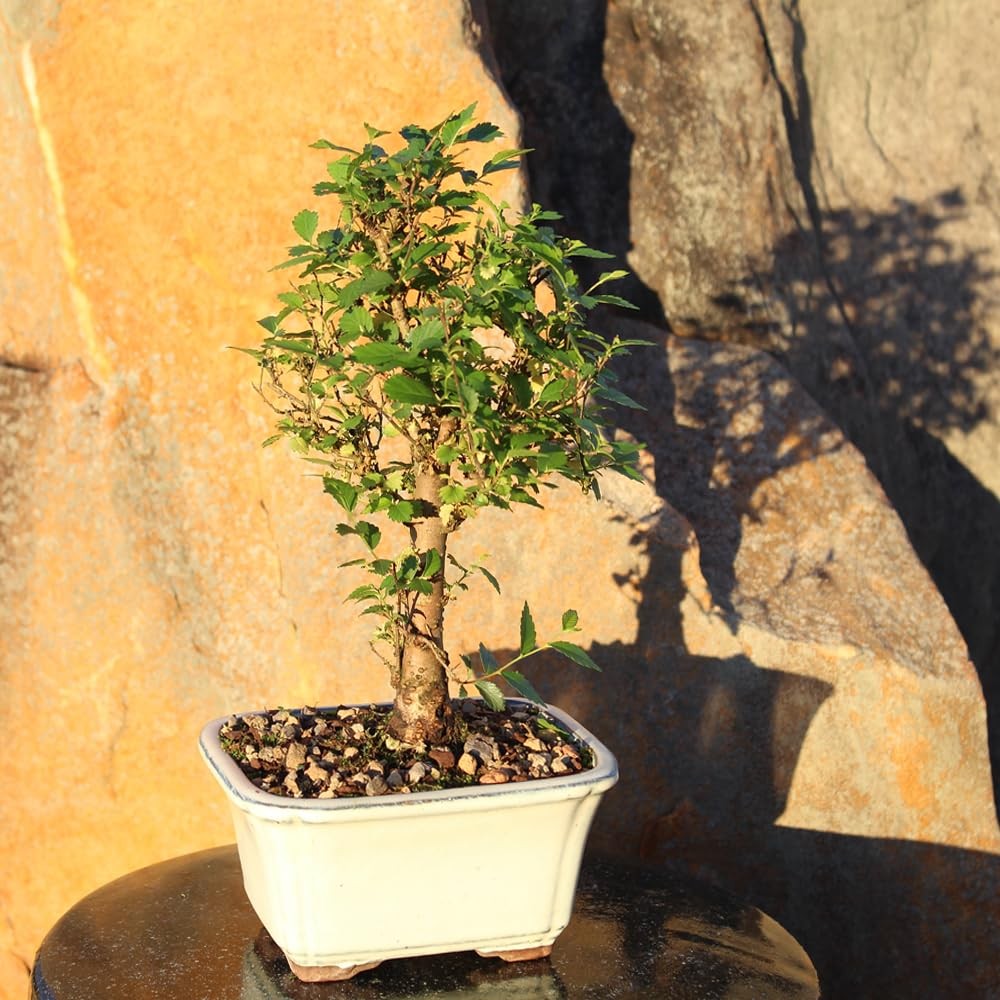 Brussel’s Bonsai Live Chinese Elm Tree, Outdoor – Small, Green