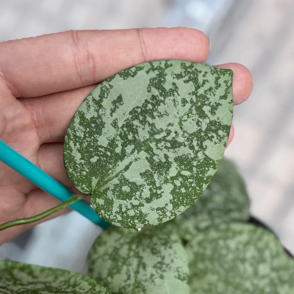 Real Pict Hoya Hoya Cinnamomifolia x Imbricata Variegated Rare Plant