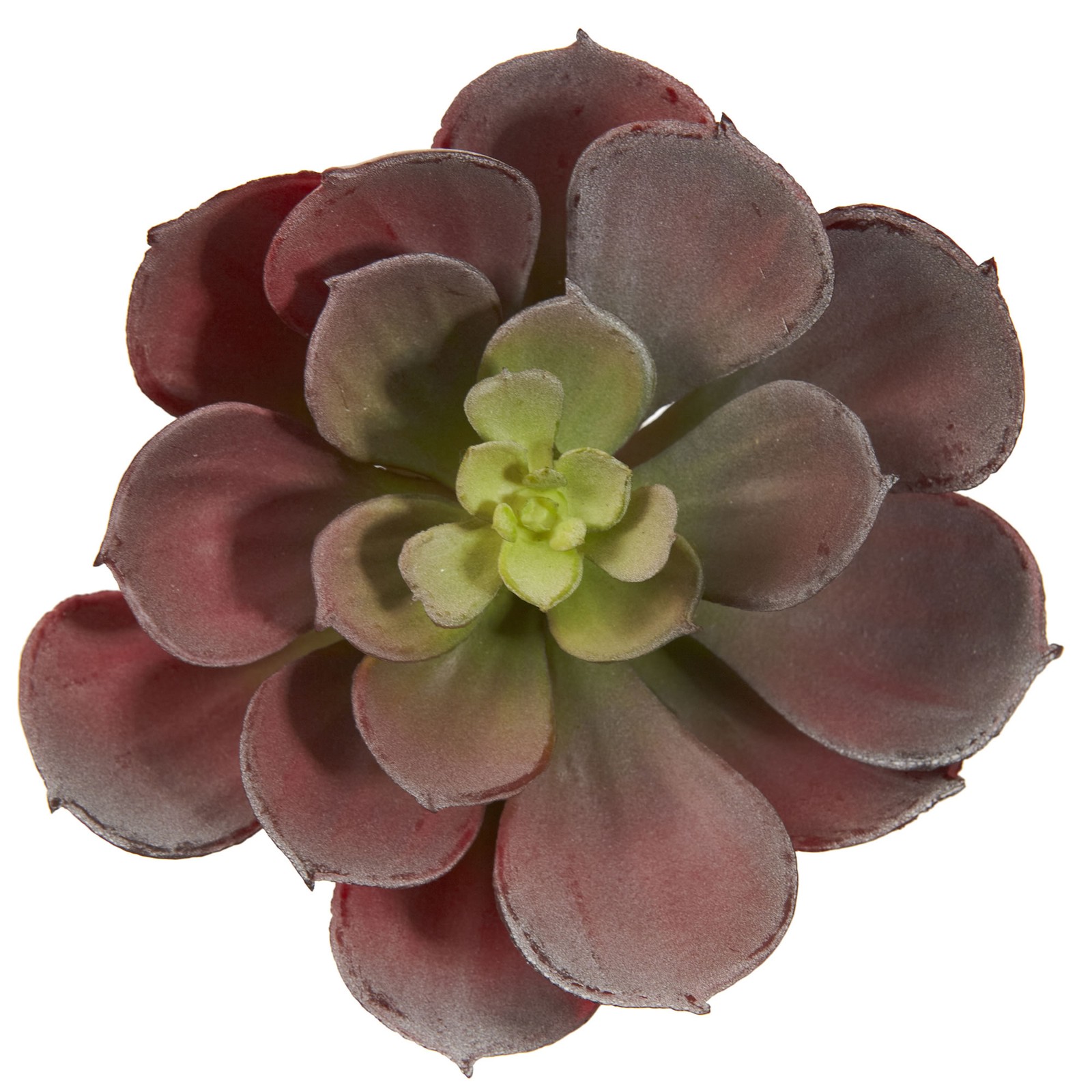Echeveria Succulent Plant Burgundy Set Of 12 Nearly Natural 6” Realistic Decor