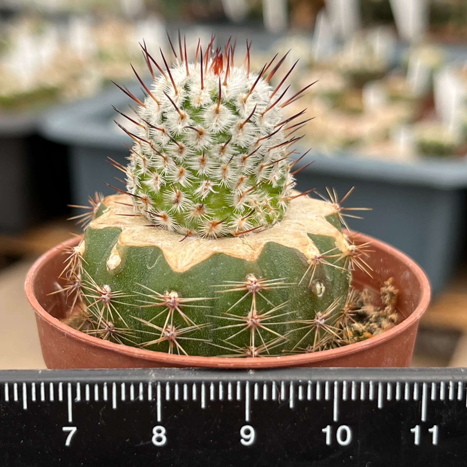 A27-92. Mammillaria andersoniana v. Longispina VM 1179, Guanajuato (Grafted)