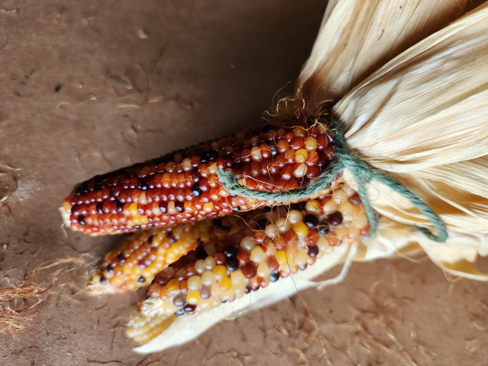 Mini Indian Corn, Approx 5″ Long – Thanksgiving, Fall, Decor, Small #5