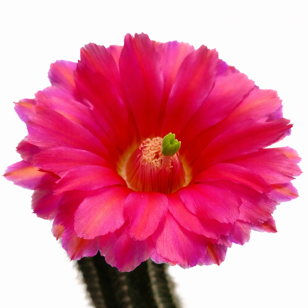 Echinocereus purpureus SEEDS – Rare Cactus SEEDS