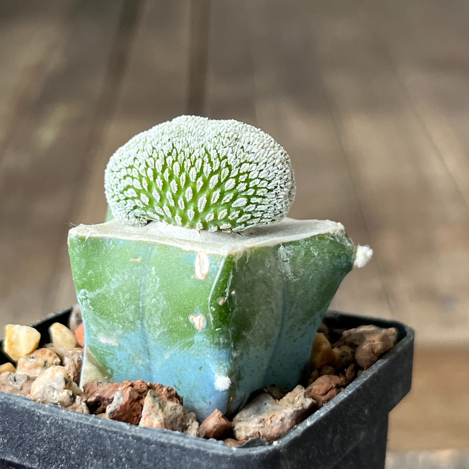A30-1671 Mammillaria aselliformis f. cristata, grafted
