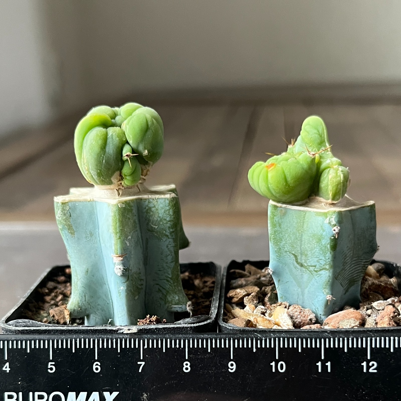 A14-1699 famous cactus f. monstrosa 2 pieces (Grafted)
